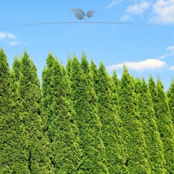 Lebensbaum Thuja Smaragd 180-200 cm | Immergrüne Heckenpflanze | Gardline