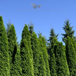 Lebensbaum Thuja Smaragd 60-80 cm im Topf | Immergrüne Heckenpflanze | Gardline