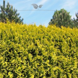 Lebensbaum Thuja Yellow Ribbon 80-100 cm | Immergrüne Heckenpflanze | Gardline