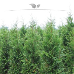 Lebensbaum Thuja plicata Atrovirens 160-180 cm | Immergrüne Heckenpflanze | Gardline