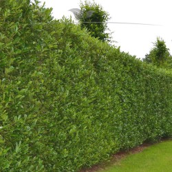 Kirschlorbeer Prunus Caucasica 160-180 cm im Topf | Immergrüne Heckenpflanze | Gardline