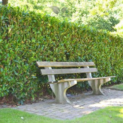 Kirschlorbeer Prunus Herbergii 120-140 cm | Immergrüne Heckenpflanze | Gardline