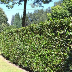 Kirschlorbeer Prunus Herbergii 80-100 cm im Topf | Heckenpflanze | Gardline