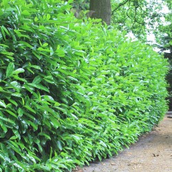 Kirschlorbeer Prunus Novita 80-100 cm | Immergrüne Heckenpflanze | Gardline