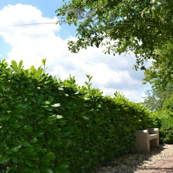 Großblättriger Kirschlorbeer Prunus Rotundifolia 40-60 cm | Immergrüne Heckenpflanze | Gardline