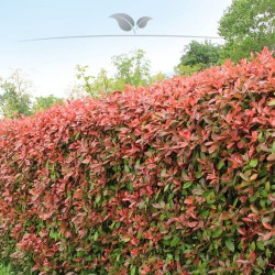 Glanzmispel Photinia Red Robin 80-100 cm im Topf | Immergrüne Heckenpflanze | Gardline
