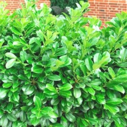 Kirschlorbeer Prunus Etna 30-40 cm im Topf | Immergrüne Heckenpflanze | Gardline