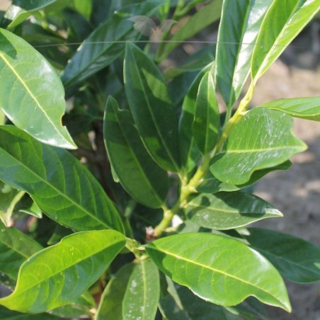 Kirschlorbeer Prunus Reynvaanii 40-60 cm | Immergrüne Heckenpflanze | Gardline
