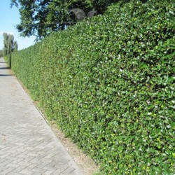 Stechpalme Ilex Heckenfee 100-125 cm | Immergrüne Heckenpflanze | Gardline