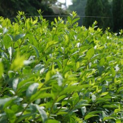 Wintergrüner Liguster Atrovirens 150-175 cm Wurzelnackt | Heckenpflanze | Gardline