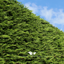 Leyland Zypresse Cupressocyparis Leylandii 180-200 cm | Heckenpflanze | Gardline