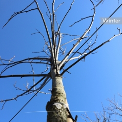 Amerikanischer Amberbaum 250-300 cm | Gardline