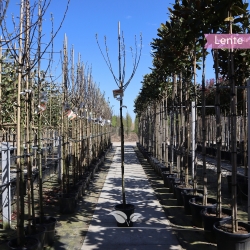 Apfelbaum James Grieve 250-300 cm | Gardline
