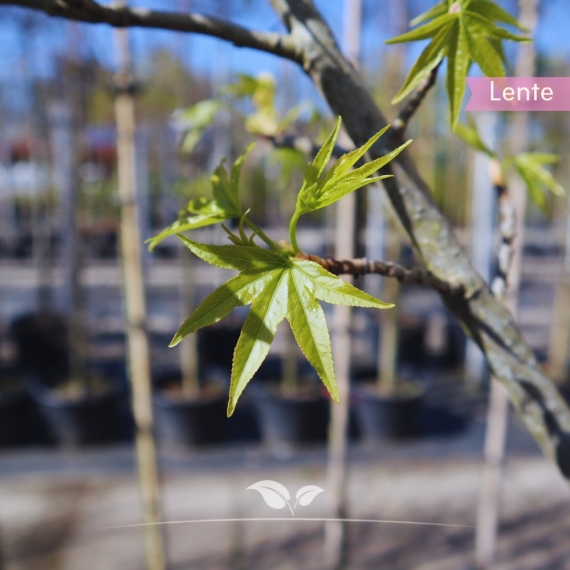 Amberbaum Dachform 240 cm | Stammumfang 12 cm | Sternförmig | Gardline