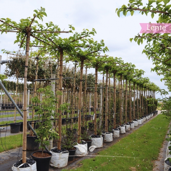 Dach-Maulbeerbaum Fruitless 220 cm | Stammumfang 8 cm | Quadratisch | Gardline