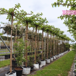 Dach-Maulbeerbaum Fruitless 240 cm | Stammumfang 8 cm | Sternförmig  | Gardline