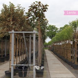 Immergrüne Magnolie 250-350 cm | Gardline