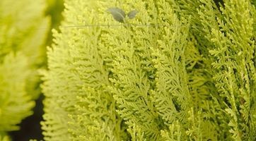 Zypresse Heckenpflanzen online kaufen | Gardline