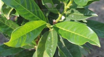 Kirschlorbeer Herbergii (Prunus) kaufen | Gardline