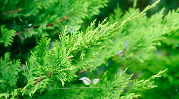 Leyland-Zypresse Heckenpflanze kaufen | Gardline