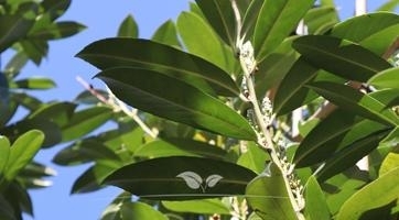 Kirschlorbeer Baum