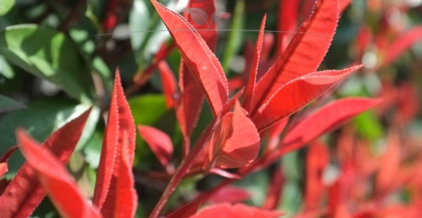 Photinia fraseri Red Robin Blüte